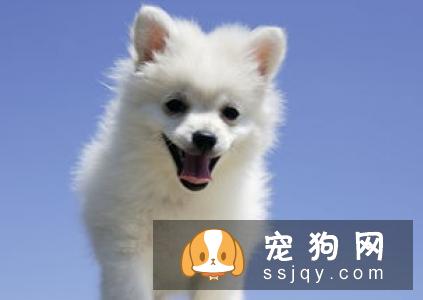 狗狗被咬伤后,家庭常规应急处理要点！
