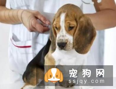 狗狗打疫苗的种类和接种时间