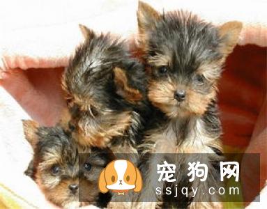 约克夏梗好养吗？约克夏梗图片|价格|训练|介绍