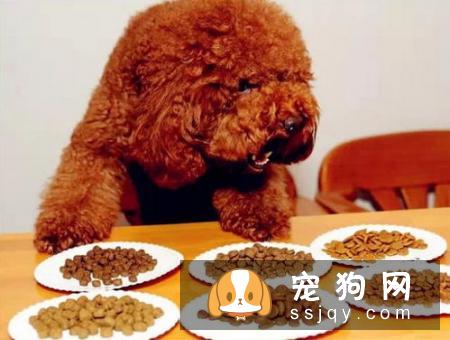 狗狗的饮食如何平衡您知道吗？