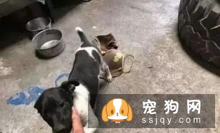 喂养狗狗的禁忌