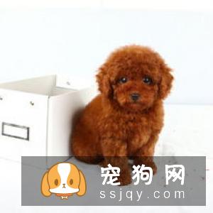 魏玛犬多少钱,好养吗?魏玛犬图片|价格|训练