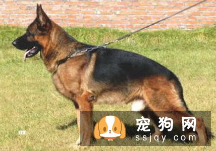 灵缇犬和格力犬的区别_灵缇犬多少钱,智商怎么样？