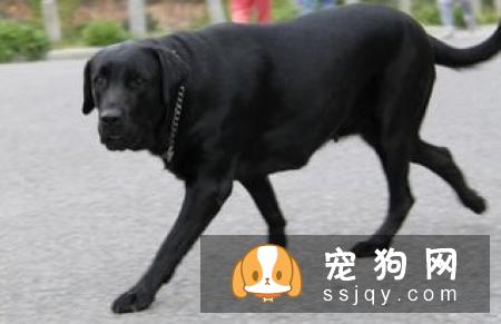狗狗健康|为什么我的狗狗总是流眼泪？