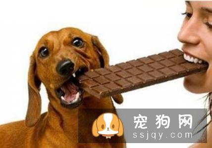 狗狗拉肚子别不当回事，有可能是感染细小病毒了