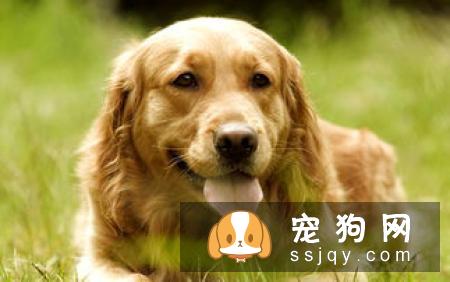 造成狗狗腹泻的4大元凶，请听我细细道来！