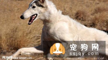 俄罗斯猎狼犬好养吗?俄罗斯猎狼犬图片|价格|训练