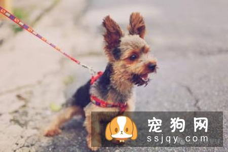 骨头不是狗狗想啃就能啃，看看后果吧！
