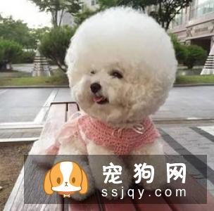 【狗狗体味大怎么办】沙皮狗发臭正常吗？