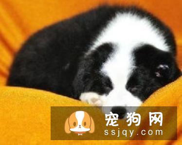 挑选有品质的西德牧羊犬