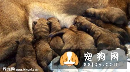 比利时玛利诺犬好养吗?比利时玛利诺犬图片|价格|训练