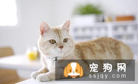 喂养宠物之前这些知识你必须了解