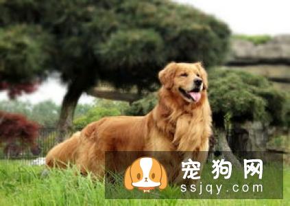 主人们还在头疼狗狗乱撒尿吗？