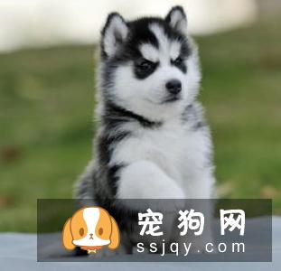 纽芬兰犬多少钱，好养吗?纽芬兰犬图片|价格|训练
