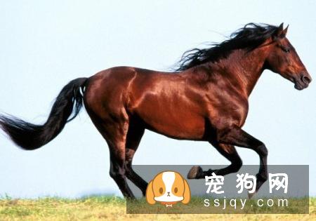 俄罗斯猎狼犬好养吗?俄罗斯猎狼犬图片|价格|训练