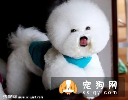 比熊幼犬从出生到2个月的生长全过程