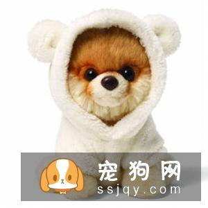 让大龄狗狗活得更舒服的五大方法