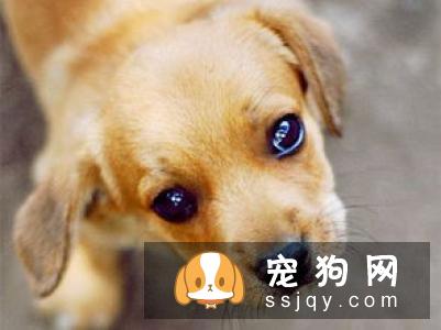 如果你不想让狗狗得“皮肤病”受罪，最好打开这篇文章！