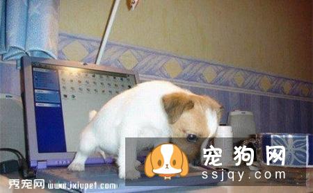 主人们还在头疼狗狗乱撒尿吗？