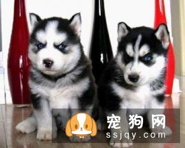 想让哈士奇的毛色更漂亮？