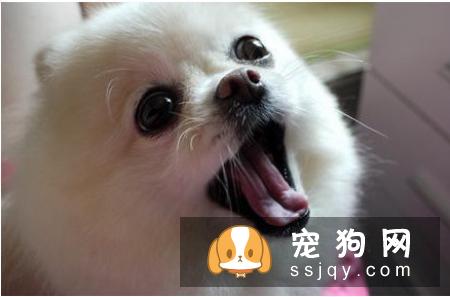 养了很久的狗狗开始凶主人是什么原因？