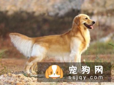 【兰波格犬】兰波格犬好养吗_图片|价格|训练