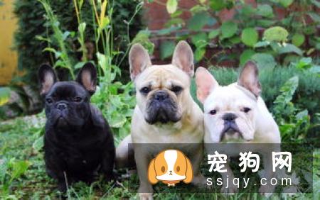 【法国斗牛犬】法国斗牛犬怎么养?法斗和英牛的区别