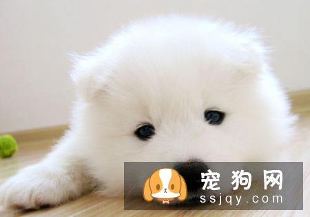 金毛幼犬拉稀 金毛幼犬拉稀怎么办