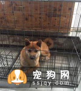 柴犬一块一块脱毛 柴犬脱毛的原因居然这么多