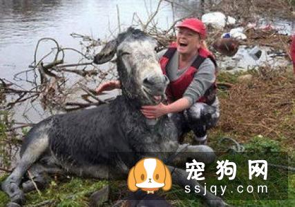 爱尔兰雪达犬多少钱，好养吗?爱尔兰雪达犬图片|价格|训练