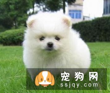 【拉萨犬】拉萨犬和西施犬的区别_拉萨犬多少钱|价格