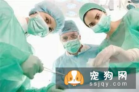 犬猫肠梗阻的症状_病因及危害！