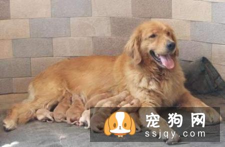 金毛吃什么补钙  金毛最佳的补钙食物