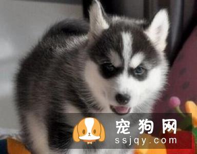 纯种的哈士奇有什么特征