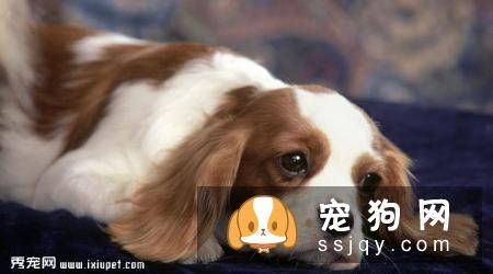 查理士王小猎犬多少钱，好养吗?查理士王小猎犬图片|外形特征