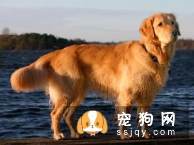 金毛犬的标准体型与体重