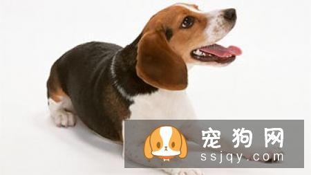 阿富汗小猎犬好养吗?阿富汗小猎犬多少钱_智商高吗
