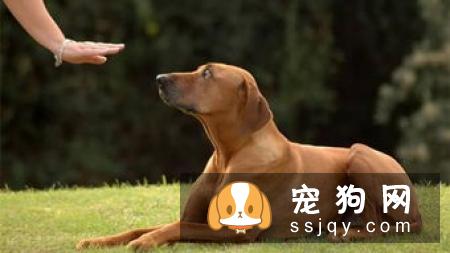 狗狗训练最佳时间_小狗什么时候训练最好？