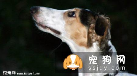 俄罗斯猎狼犬好养吗?俄罗斯猎狼犬图片|价格|训练