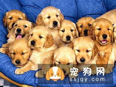 狗狗吃洋葱有什么危害！
