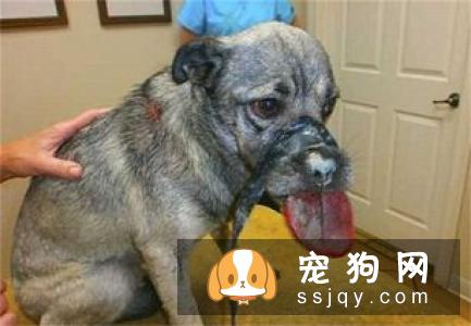养了很久的狗狗开始凶主人是什么原因？