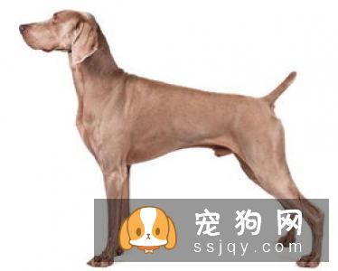 威玛猎犬好养吗?威玛猎犬多少钱_智商高吗？