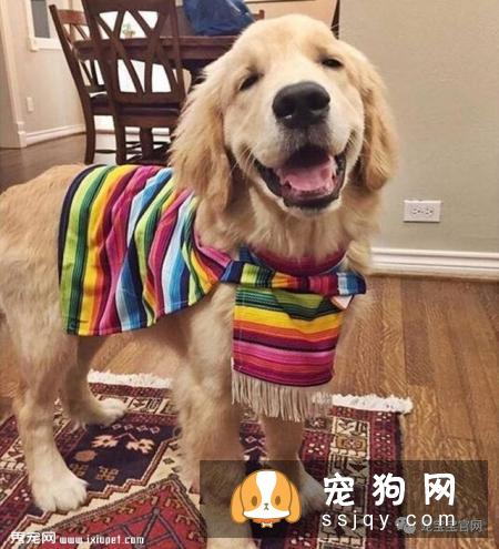 养狗须知|狗狗“例假”什么时候来、多长时间来一次