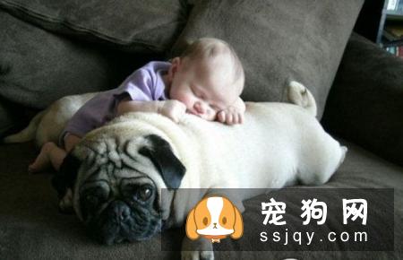 狗狗被咬伤后,家庭常规应急处理要点！