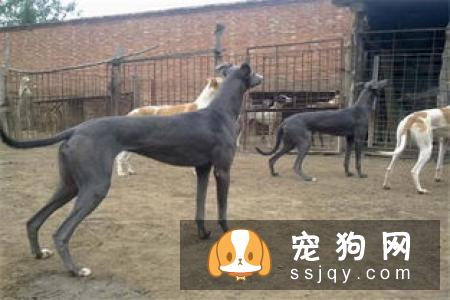 灵缇犬和格力犬的区别_灵缇犬多少钱,智商怎么样？