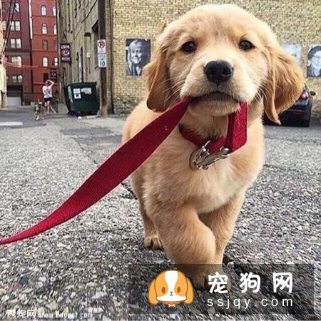 狗狗拉肚子别不当回事，有可能是感染细小病毒了