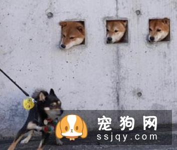柴犬一块一块脱毛 柴犬脱毛的原因居然这么多