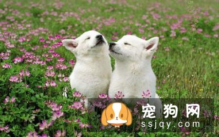 狗狗急救知识，铲屎君必备技能！