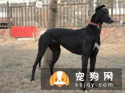 灵缇犬和格力犬的区别_灵缇犬多少钱,智商怎么样？