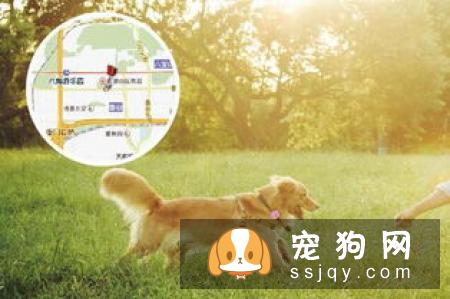 喂养宠物之前这些知识你必须了解